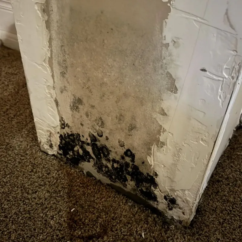 Professional Mold Removal in Windsor, IL
